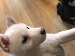 -柴犬小屋·柴餐厅·狗咖食堂(金鼎广场店)