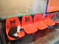 -猫咪博物馆(顶澳仔猫街店)