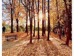 -上海共青森林公园