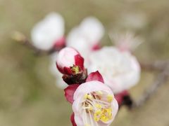 -国际非物质文化遗产博览园