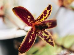 -北京植物园-展览温室