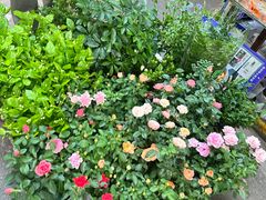 -循礼门鲜花花市(武汉循礼门店)