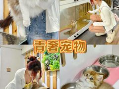 -青奢宠物·青奢猫舍