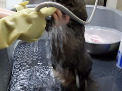 -北京观赏动物医院·24小时大型综合·猫专科·异宠专科