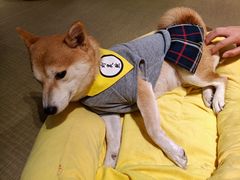-逗柴咖啡屋·狗咖猫咖宠物桌游