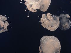 -台州海洋世界