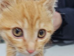 -宠颐生宠物医院·异宠猫科内科·诊疗中心宠巢店