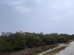 -北海金海湾红树林生态旅游区
