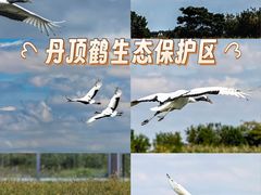 -盐城丹顶鹤湿地生态旅游区