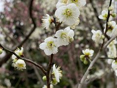 -上海滨江森林公园