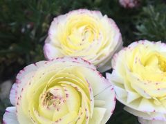 -上海植物园-4号门售票处