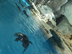 -帝企鹅自助餐厅•儿童岛•真企鹅(长隆企鹅酒店)