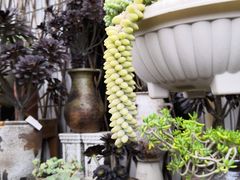 -桂林市花鸟市场