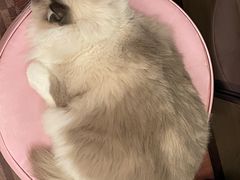 -MOCHA明星猫咖(田子坊店)