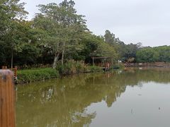 -大湾区中央湿地公园