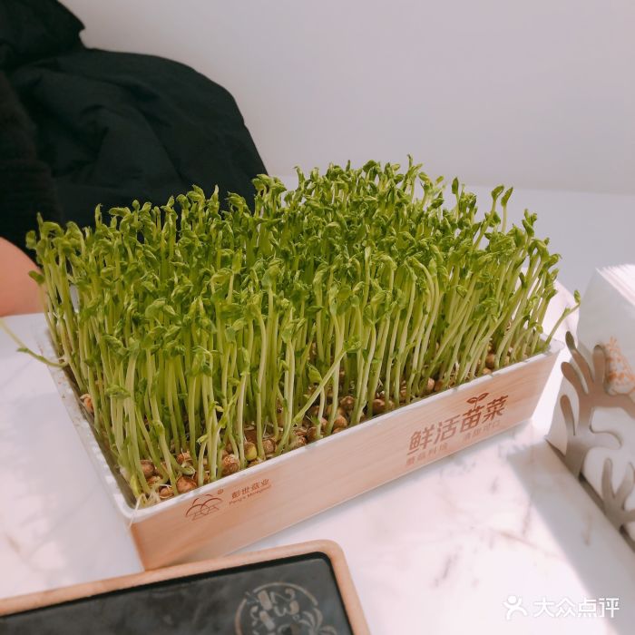 23度不太冷椰子鸡火锅活体豆苗图片