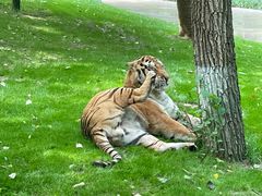 -北京野生动物园