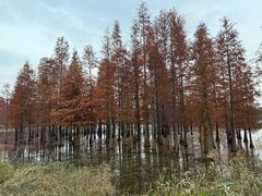-白鹭湾湿地公园
