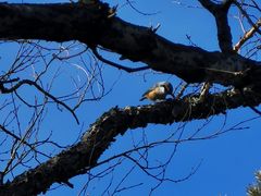 -帽儿山国家森林公园