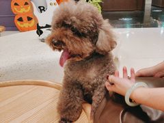 -帕帕拉兹宠物(亚洲旗舰店)