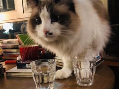 -咖法森林·咖啡  酒吧(天河店)