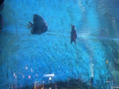 -烟台海昌鲸鲨海洋公园