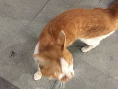 -狗撵鸭(泰山公寓店)
