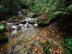 -莫里热带雨林景区