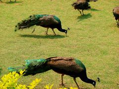 -西双版纳原始森林公园