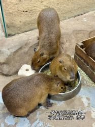 -Zoolung Zoolung动物主题公园(海信广场店)