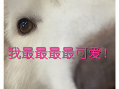 -TrueLove @ Neverland (Husky Cafe)