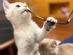 -东方名猫馆·英短金渐层布偶猫舍(环线广场1号楼店)