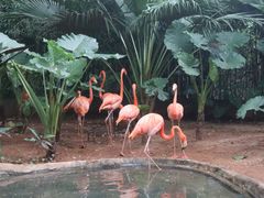 -海南热带野生动植物园