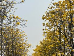 -洲头咀公园