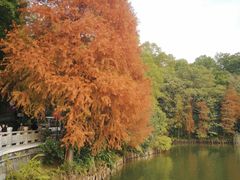 -深圳仙湖植物园