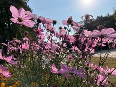 -上海共青森林公园