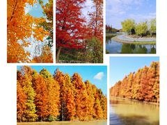 -上海海湾国家森林公园