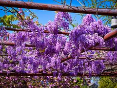 -嘉定紫藤园