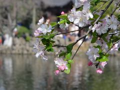 -莫愁湖公园