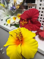 -呼拉汇舞蹈生活馆 Hawaii Hula&Tahiti Dance Studio