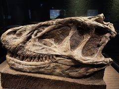 -自贡恐龙博物馆