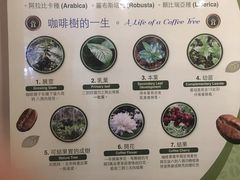 -巴厘岛黄金金兔咖啡工厂