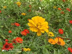 -上海共青森林公园