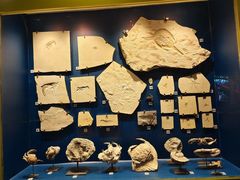 -正佳自然科学博物馆