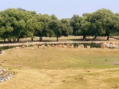 -北京麋鹿生态实验中心