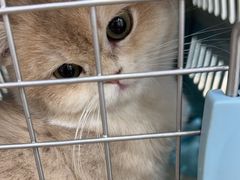 -贝康宠物医院·犬猫全科·小动物特色诊疗中心(东环路店)