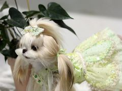 -北京京卫宠物寄养训练中心