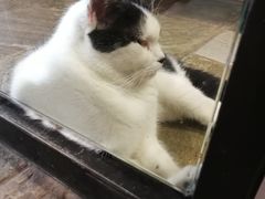 -猫咪博物馆(顶澳仔猫街店)