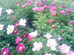 -白塘生态植物园