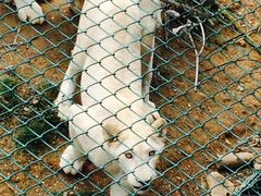 -泉州海丝野生动物世界